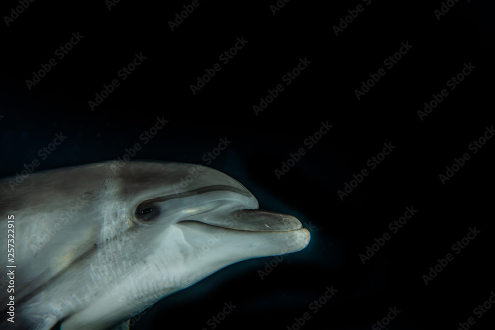 Naklejka premium Dolphin swimming with divers in the Red Sea, Eilat Israel