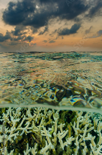 Coral Reef Under Over