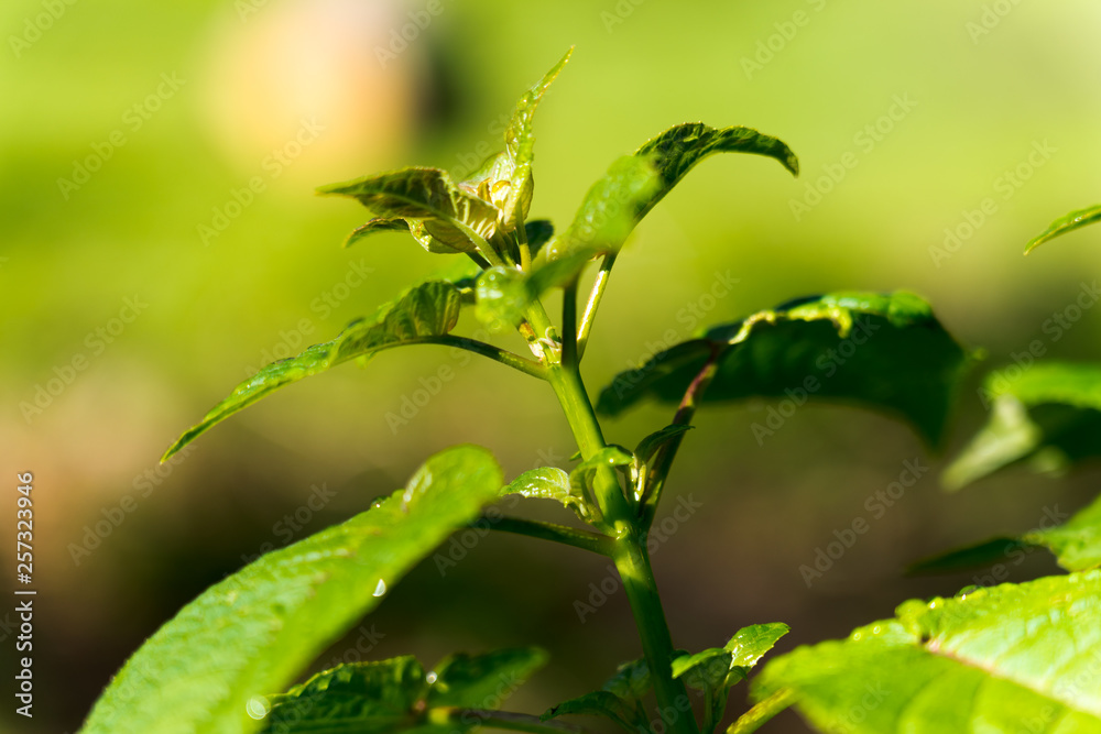 Obraz premium green leaf in the park