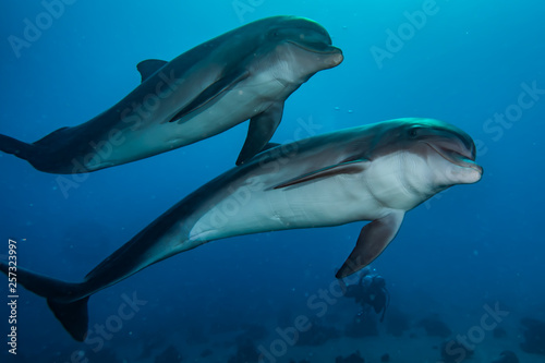 Dolphins swimming in the Red Sea  Eilat Israel 