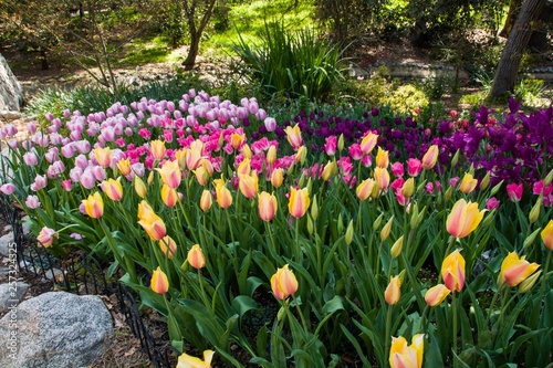 It’s Tulip Mania Time! Tourists are flocking to Descanso Gardens to see the glorious, colorful tulips at peak bloom. La Cañada Flintridge, California. March 2019.