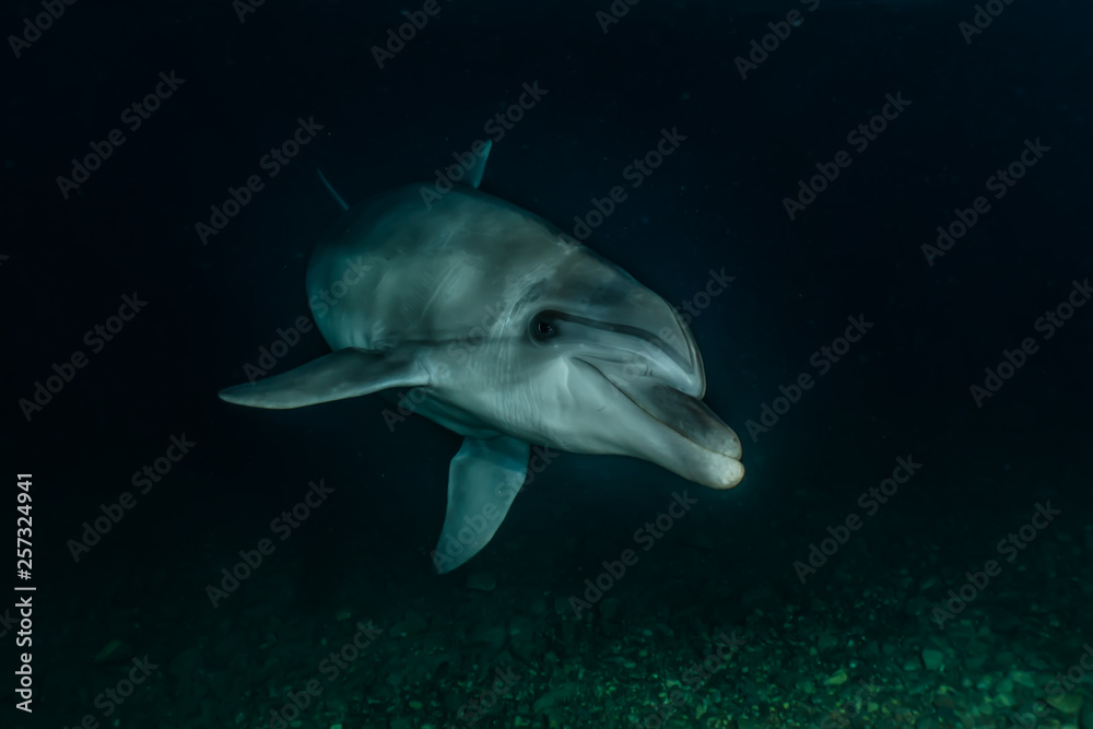 Fototapeta premium Dolphin swimming in the Red Sea, Eilat Israel