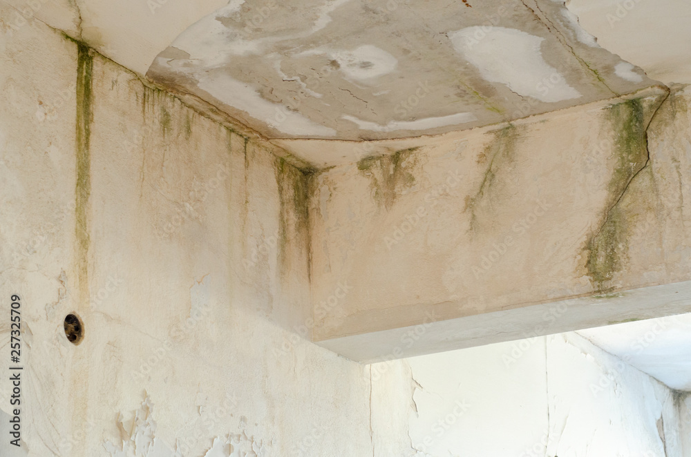 Unhealthy mold damaged walls, ceilings and Floors