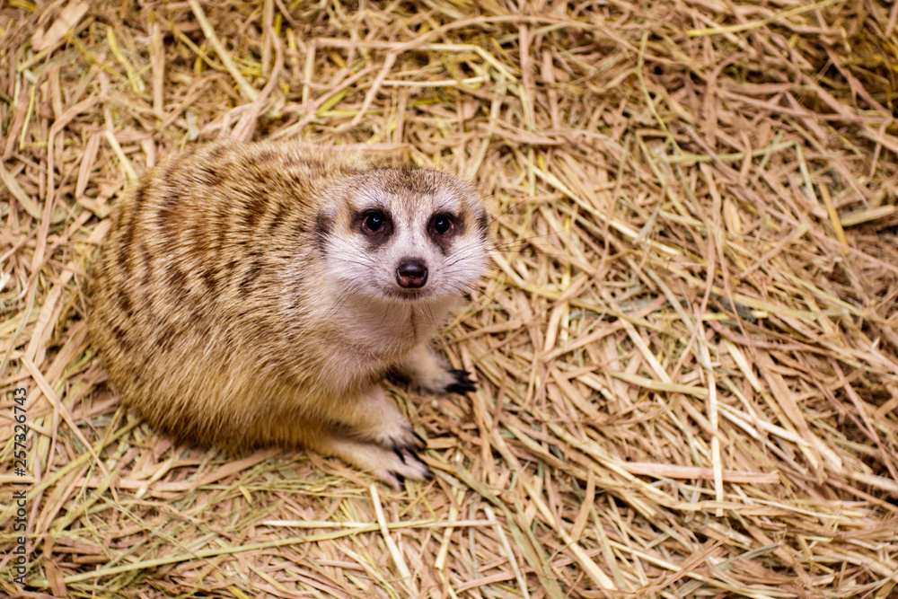 Image of meerkat (Suricata suricatta) on nature background. Wild Animals. Image of meerkat (Suricata suricatta) on nature background. Wild Animals.