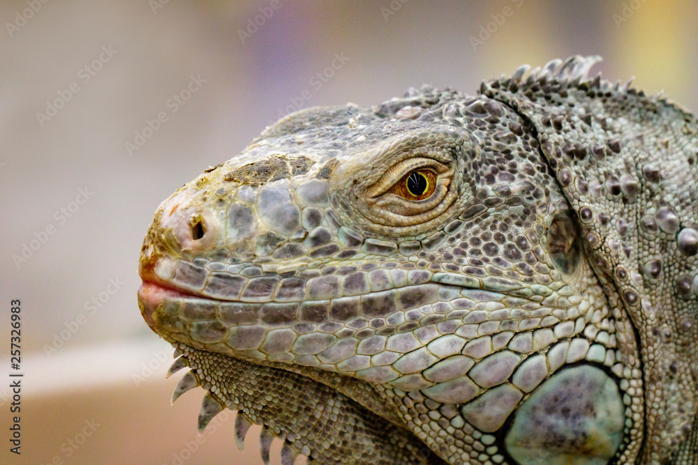 Image of an iguana head on nature background. Reptile. Animals. Image of an iguana head on nature background. Reptile. Animals.