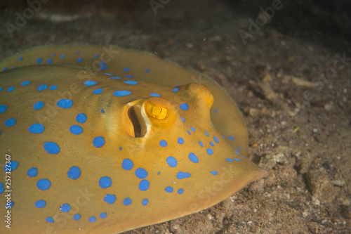 Blue spotted stingray On the seabed in the Red Sea