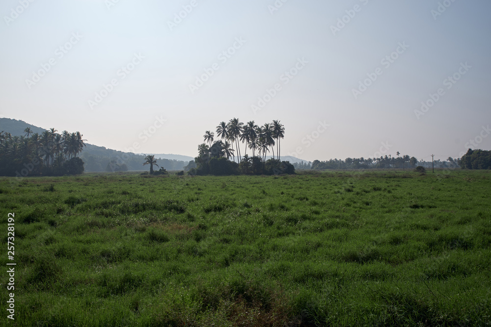 Horizontal landscape of green meadows with a backdrop of tropical jungle and palm trees. Concept of hot Asian countries and the cultivation of agriculture