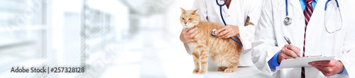 Cat and veterinarian doctor