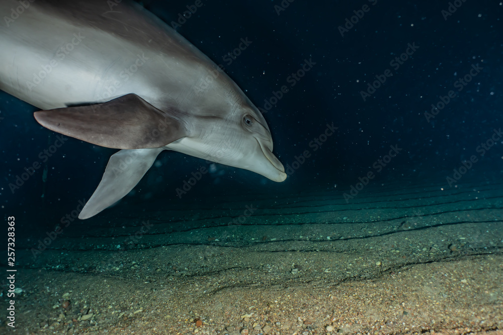 Naklejka premium Dolphin swimming in the Red Sea, Eilat Israel