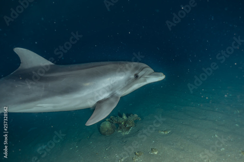 Dolphin swimming in the Red Sea, Eilat Israel © yeshaya