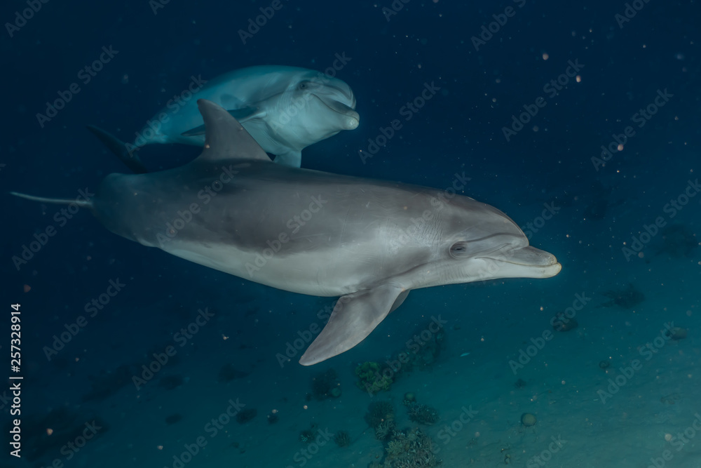 Fototapeta premium Dolphins swimming in the Red Sea, Eilat Israel