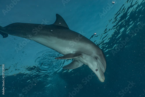 Dolphin swimming in the Red Sea, Eilat Israel