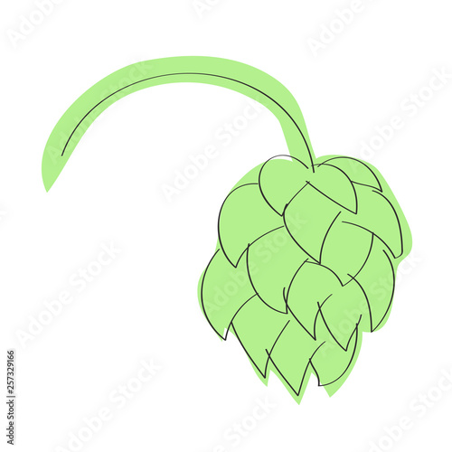 Hop cone on white background