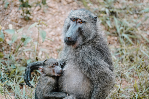 Baboon in Uganda