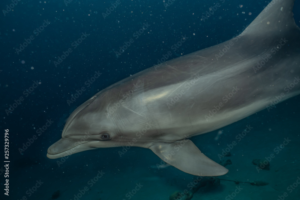 Naklejka premium Dolphin swimming in the Red Sea, Eilat Israel