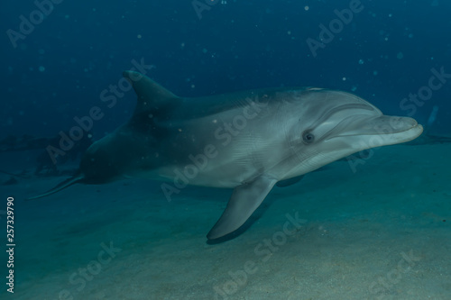 Dolphin swimming in the Red Sea  Eilat Israel