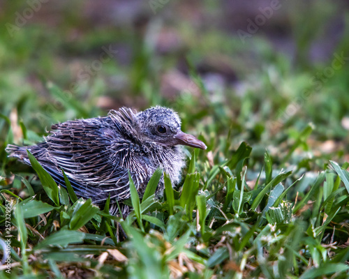 baby bird on grass