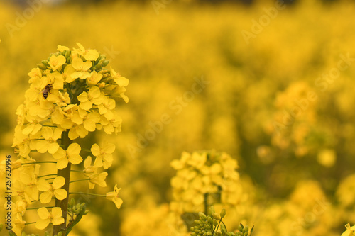 Wonderful canola flower background