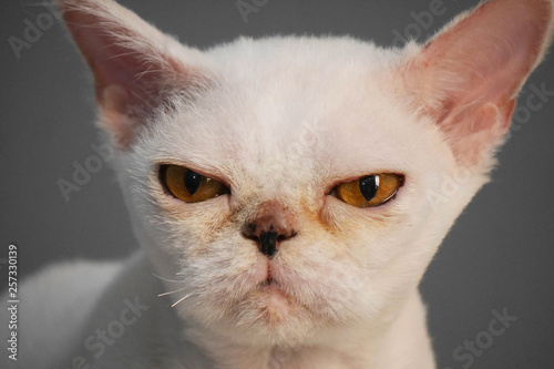 portrait of a white cat with strange yellow eyes on a gray background. cat looks at the camera