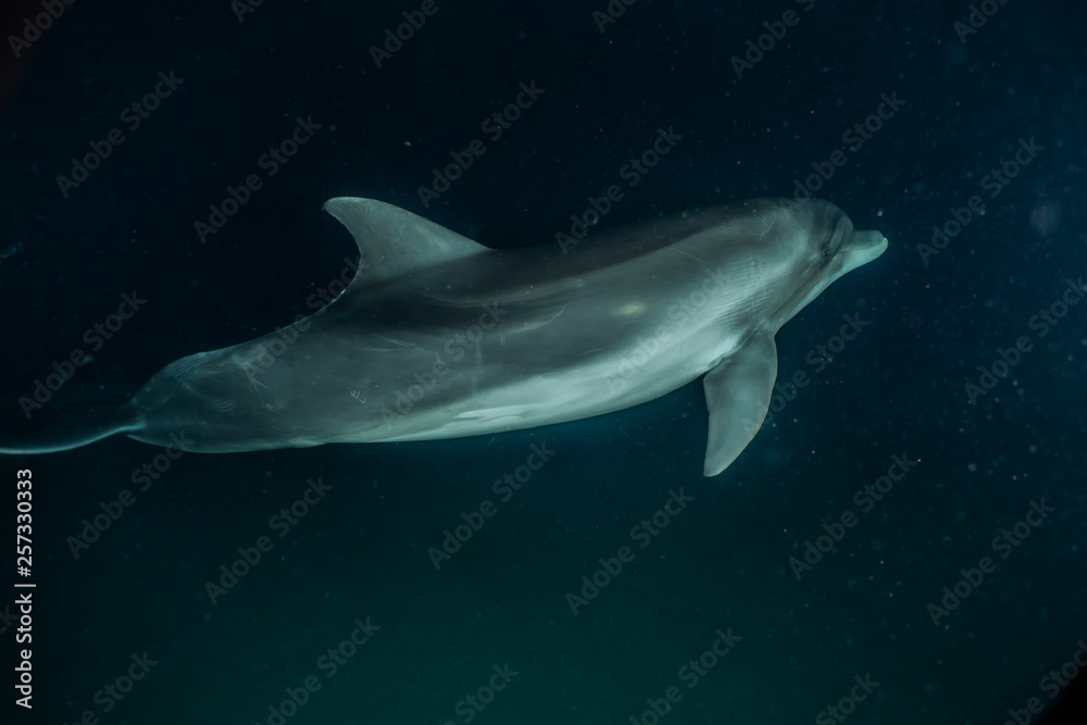 Fototapeta premium Dolphin swimming in the Red Sea, Eilat Israel