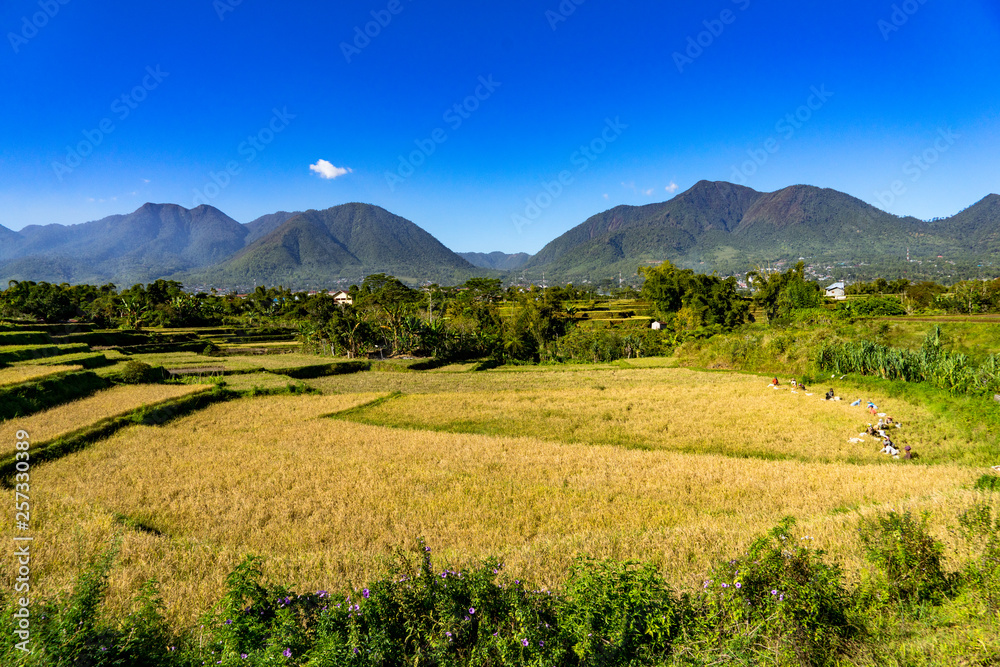 Rice paddies ready for harvest and mountains