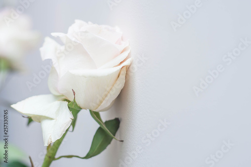 A white rose flower peeling over a white wall as a symbol of bad relationships, separation and poor perception