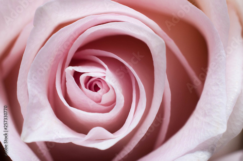 Contrast photography of a pink rose close-up flower petals romantic desktop wallpaper