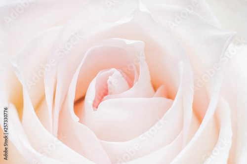 White rose flower with pink middle close up as wallpaper or background for desktop