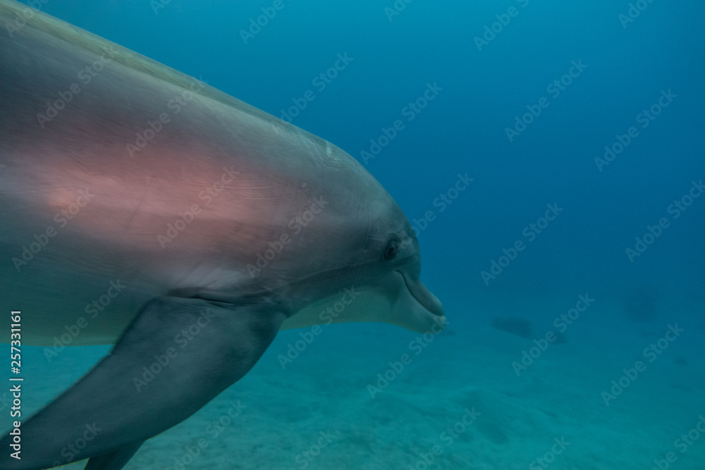 Fototapeta premium Dolphin swimming in the Red Sea, Eilat Israel