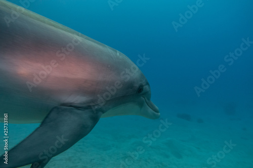 Dolphin swimming in the Red Sea  Eilat Israel