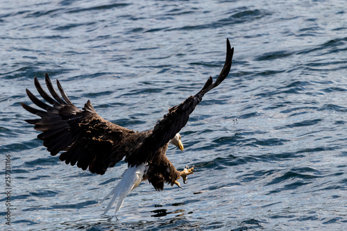 Bald eagle diving at water