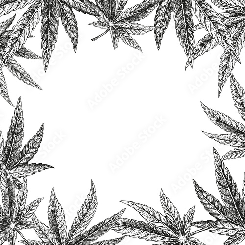 Hand drawn hemp background. Cannabis leaf. Vector sketch of marijuana. Layout design for packaging