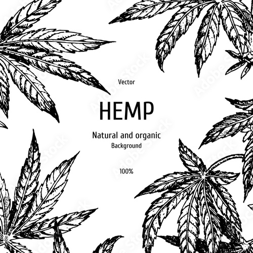Hand drawn hemp background. Cannabis leaf. Vector sketch of marijuana. Layout design for packaging