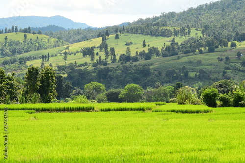 Beautiful rice fields of green with the mountain landscape