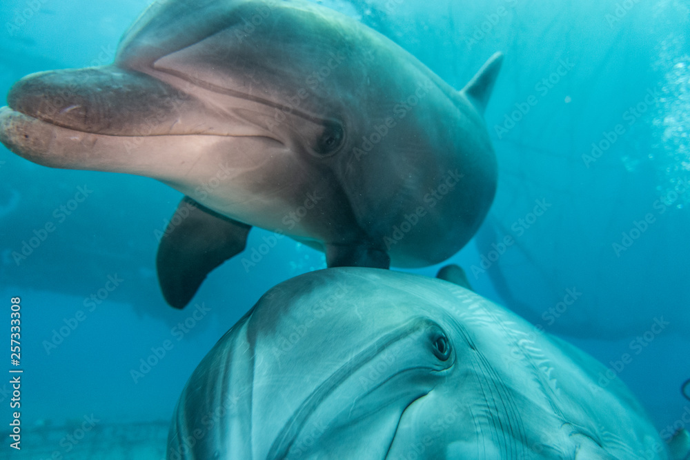 Fototapeta premium Dolphins swimming in the Red Sea, Eilat Israel 