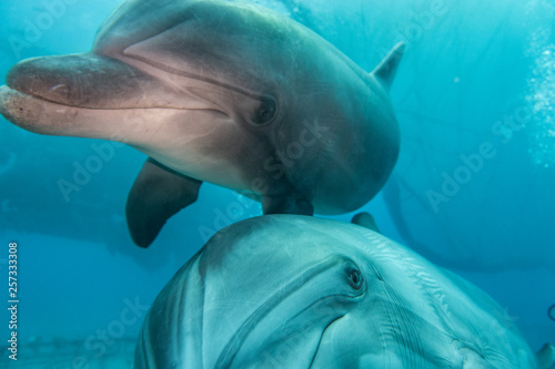 Dolphins swimming in the Red Sea  Eilat Israel 