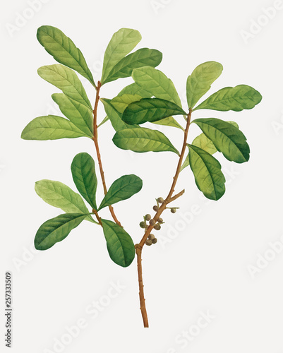 Tree branch in vintage style