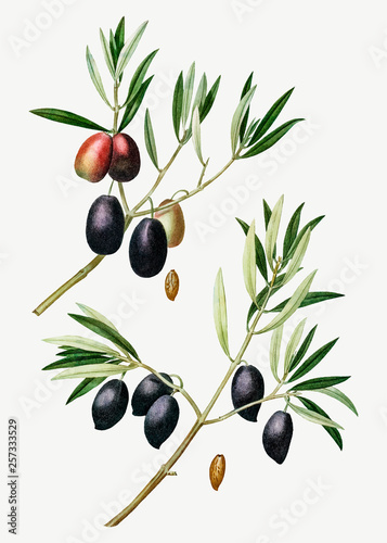 Olive tree branch