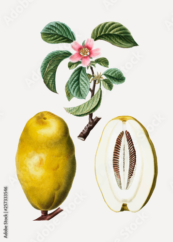Quince fruits and flower photo
