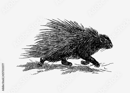 Porcupine running vintage drawing