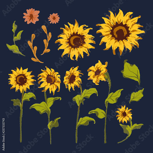 Sunflower illustrations
