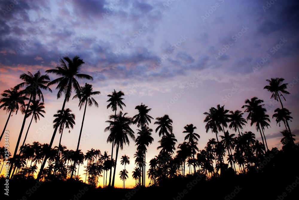 Obraz premium Palm tree at color sky.