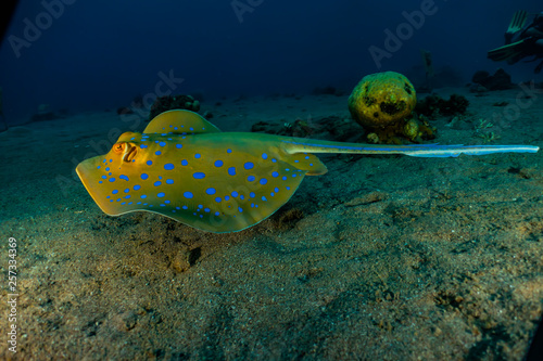 Blue spotted stingray On the seabed  in the Red Sea