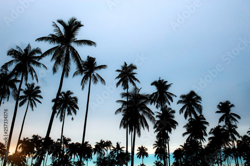 Palm tree with sky background.