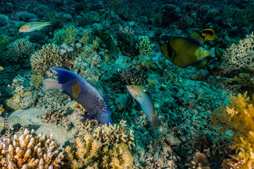 Fototapeta Naklejka Na Ścianę i Meble -  Blue spotted stingray On the seabed  in the Red Sea