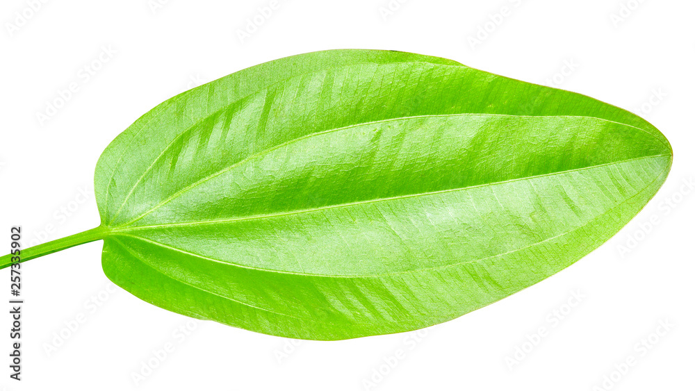 Obraz premium Green leaf isolated on white background with clipping path.