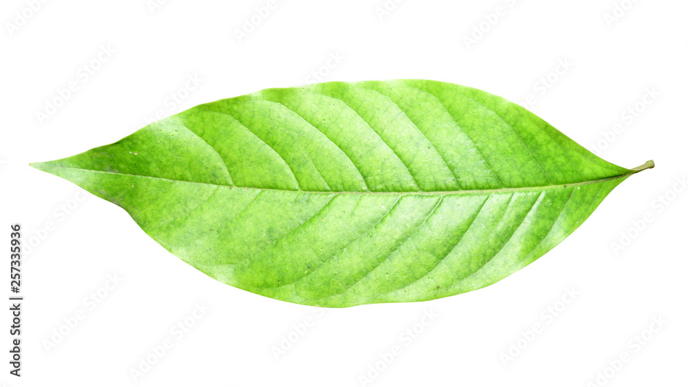 Obraz premium Green leaf isolated on white background with clipping path.