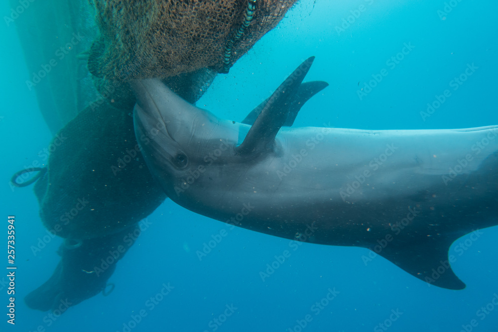 Obraz premium Dolphin swimming in the Red Sea, Eilat Israel