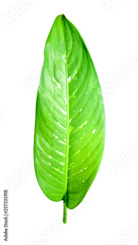  Tropical leaf isolated on white background with clipping path.