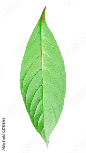 Green leaf isolated on white background with clipping path.